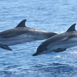 Santuario Pelagos