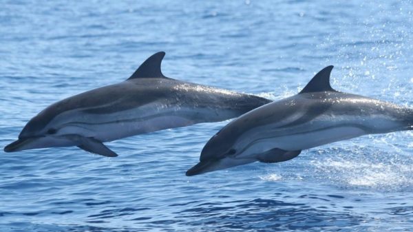 Santuario Pelagos