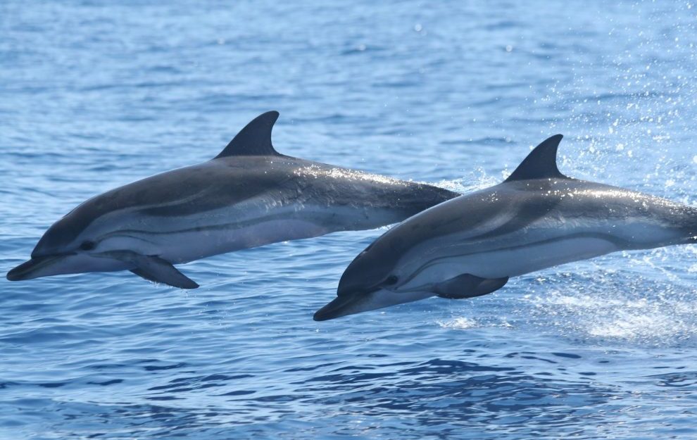 Santuario Pelagos