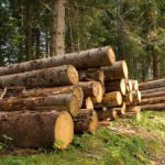 legno