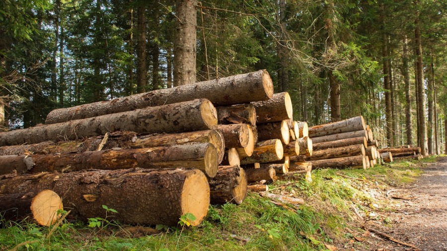 legno