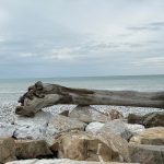 marina di pisa ok